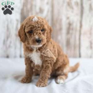 Ozzy, Mini Goldendoodle Puppy